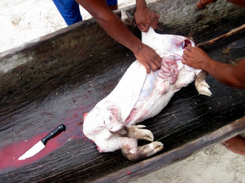 Fiesta del cerdo en San Blas al estilo Kuna, San Blas, Panamá.
