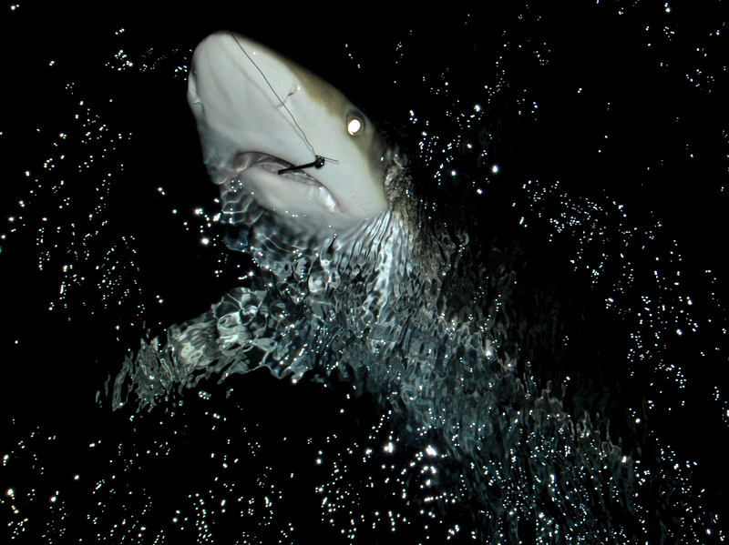 British Virgin Islands (BVI), pescamos nuestro primer tiburón.