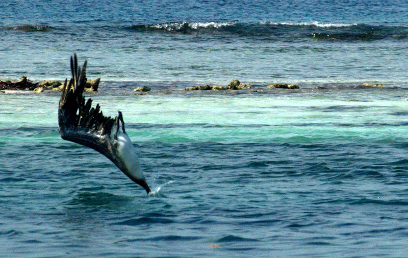 Pelícanos pescando, Panamá.