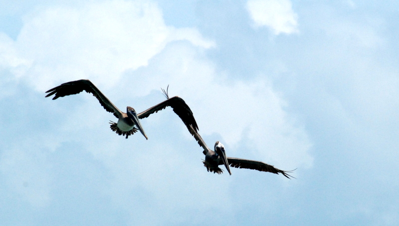 Pelícanos pescando, Panamá.